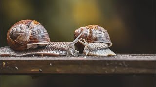 Snails (4K)