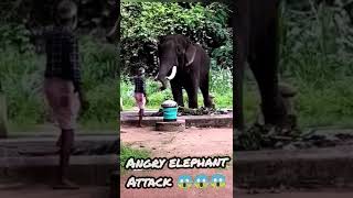 Elephant attack Public /Angry elephant/ Elephant kills people😱 #shorts #elephant #animals #attack