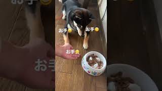 お腹ペコペコだと動作をショートカット…【黒柴】#shorts #柴犬