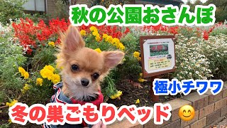 【極小チワワ】秋の公園おさんぽ＆冬の巣ごもりベッド