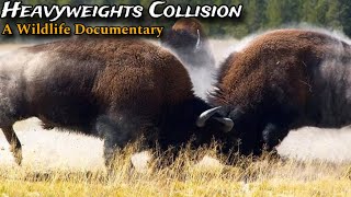 Male Bison fights in Mating Season Animal Planet Wildlife Documentary