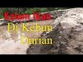 Kolam Ikan di Kebun Durian