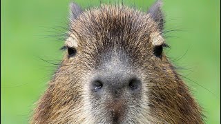 10 minutes of Did Somebody Say Salami Glup Gulp￼ Capybara