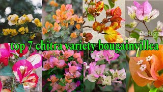 top 7 chitra variety bougainvillea | havy flowering chitra bougainvillea with name id | bougainvill