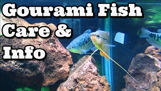 Gourami Fish Care \u0026 Information