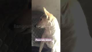 Skoon #youtube #trend #dog #reels #shorts #doglovers #cats #puppy #youtube #trend #viral #dog