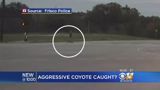 Possible Aggressive Coyote In Area Of Recent Attacks In Frisco Is Killed