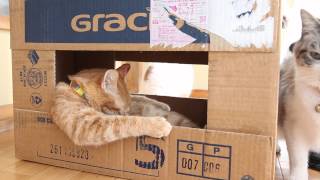 箱のなかの猫　Box and cat　2015#13