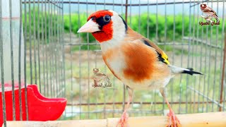 Goldfinch singing, clean and beautiful voice