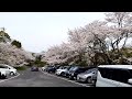 2024年4月5日①妙見山の桜