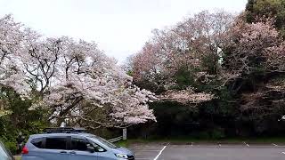 2024年4月5日①妙見山の桜