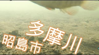 多摩川 昭島市 ブラックバス狙い おかっぱりポイントを探す旅