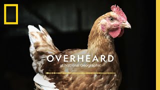 The Problem with Super Chickens | Podcast | Overheard at National Geographic