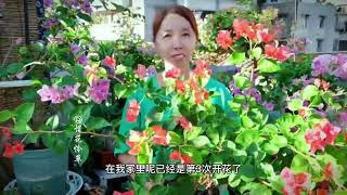 真实分享一个养了几个月的三角梅勤花品种，能和不甜西瓜相媲美哦