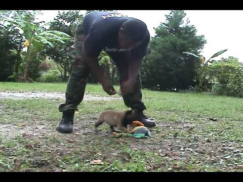 First step 2 teaching a puppy basic protection work@ 4 weeks First step 2 teaching a puppy basic protection work@ 4 weeks