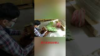 女王鹿角蕨換板/換介質