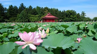 2023年8月6日 猿賀公園の蓮の花 状況【青森県平川市】