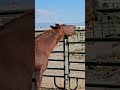 Sundance is enjoying a belly scratch. #gvhr #horserescue #equestrian