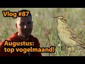 Duinpiepers en ander leuks in Augustus | Vogelskijken in Nederland