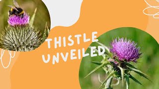 Thistle Unveiled 15 FAQs Answered