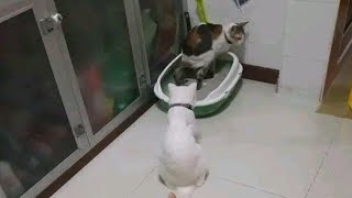 Funny and Crazy Cats Video।  Funniest Cats 2023। #cats #shorts #lol #funny #short