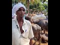 വലിയ രണ്ടു കാള വെറും120 shorts cow farming buffalo mora buffalo