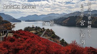 宮ヶ瀬湖 鳥居原 紅葉2023　神奈川県相模原市