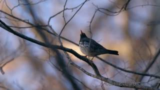 クロツグミ 鳴き声（地鳴き）  美しい日本の野鳥 4月中旬