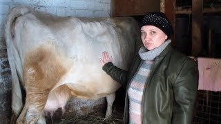 Как выбрать корову. Признаки молочности коровы. How to choose a cow.