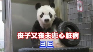 大熊猫旦旦丧夫又丧两子，回国前夕查出心脏病