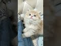 可爱的小猫视频 shorts 10724 shorts