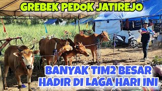 GREBEK PEDOK KERAPAN SAPI JATIREJO LUMAJANG || ROKET JAWA, KEK KE KEK DAN TIM BESAR LAINNYA HADIR ‼️