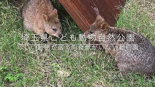 『珍しい動物が居て、肉食獣が居ない人気の動物園』埼玉県こども動物自然公園