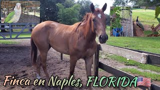 🔴Visitando una FINCA en Naples, FLORIDA❤ Rancho vida Boa🇧🇷 (Vida Buena)