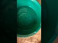 how to treat guppy fish simple method anzilgp guppies guppyfish shorts farming