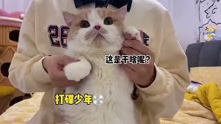 【黄桃不是猫】🥺就是简简单单打个碟而已   #猛男必看 #猫咪变装 #沙雕