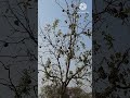 bael fruits in the tree fruits tree shortvideo trending shortsfeed viralshort ytshorts