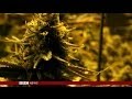 IS COLORADO CANNABIS LAW CREATING NEXT FORM OF TOBACCO ? BBC NEWS