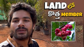 Land లో కి వచ్చిన కొత్త మొక్క #youtube #farmland #farming