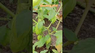 Gooseberry plant #gooseberry #harvesting #video #growth #grow #garden #gardening #farmfresh #shorts