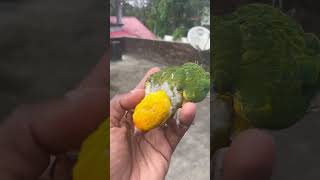 ഇണങ്ങിയ കിളികൾ  sun conure😘😘😘 9633917470 adhi farm