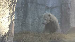 バフィンさん、日本語わかるの？(^^; 園内放送で呼ばれて起きてくる 浜松市動物園 ホッキョクグマ シロクマ バフィン 20231223 141707