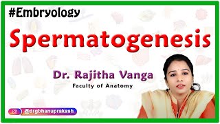 Spermatogenesis  - Human Embryology