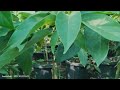 saksıda yetişen avokado 🥑growing avocados in post