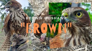 Falconry : Hunting with Brown Goshawk (BG) | Accipiter Fasciatus | hawking Quail | Austringer