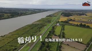 稲刈りの風景 北海道当別町 2024.9.13 #北海道 #当別町 #dronevideo #稲刈り #オジロワシ #ドローン空撮 #石狩川