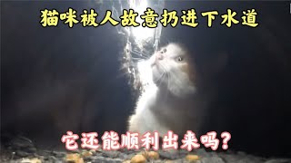 一只猫咪被人扔进下水道，每天乞求路过人帮帮我自己，却无人搭理