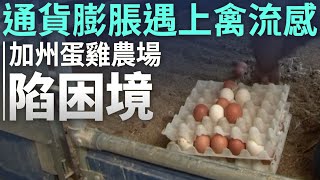 通貨膨脹遇上禽流感 加州蛋雞農場陷困境｜今日加州