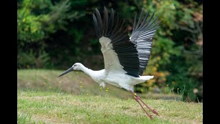 【石川県津幡町】コウノトリＬＩＶＥカメラ