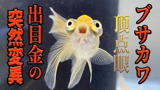 川崎金魚苑「頂点眼」